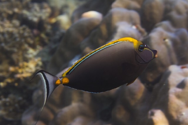 Elegant unicornfish (Naso elegans) in Andaman sea, Thailand
